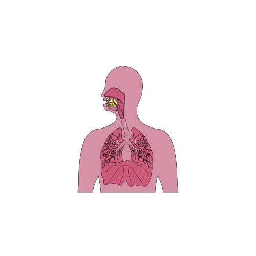 Musculoskeletal Restoration